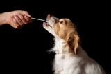 DNA-Tests beim Hund Was steckt dahinter.jpg